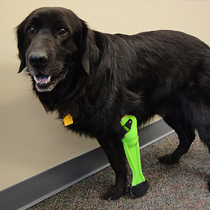 Prosthetic Legs for Dogs